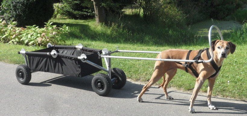 Hadhis BollerdogWagen