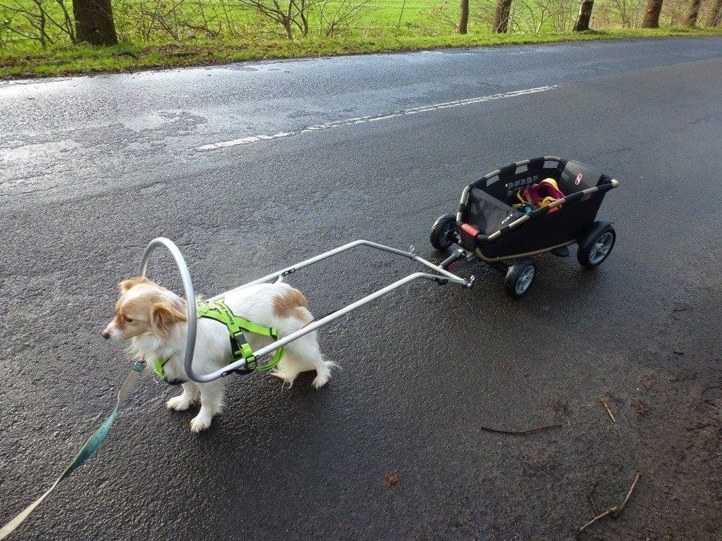 Hadhis BollerdogWagen