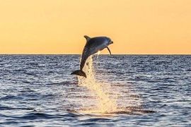 Delfin Sonnenuntergang