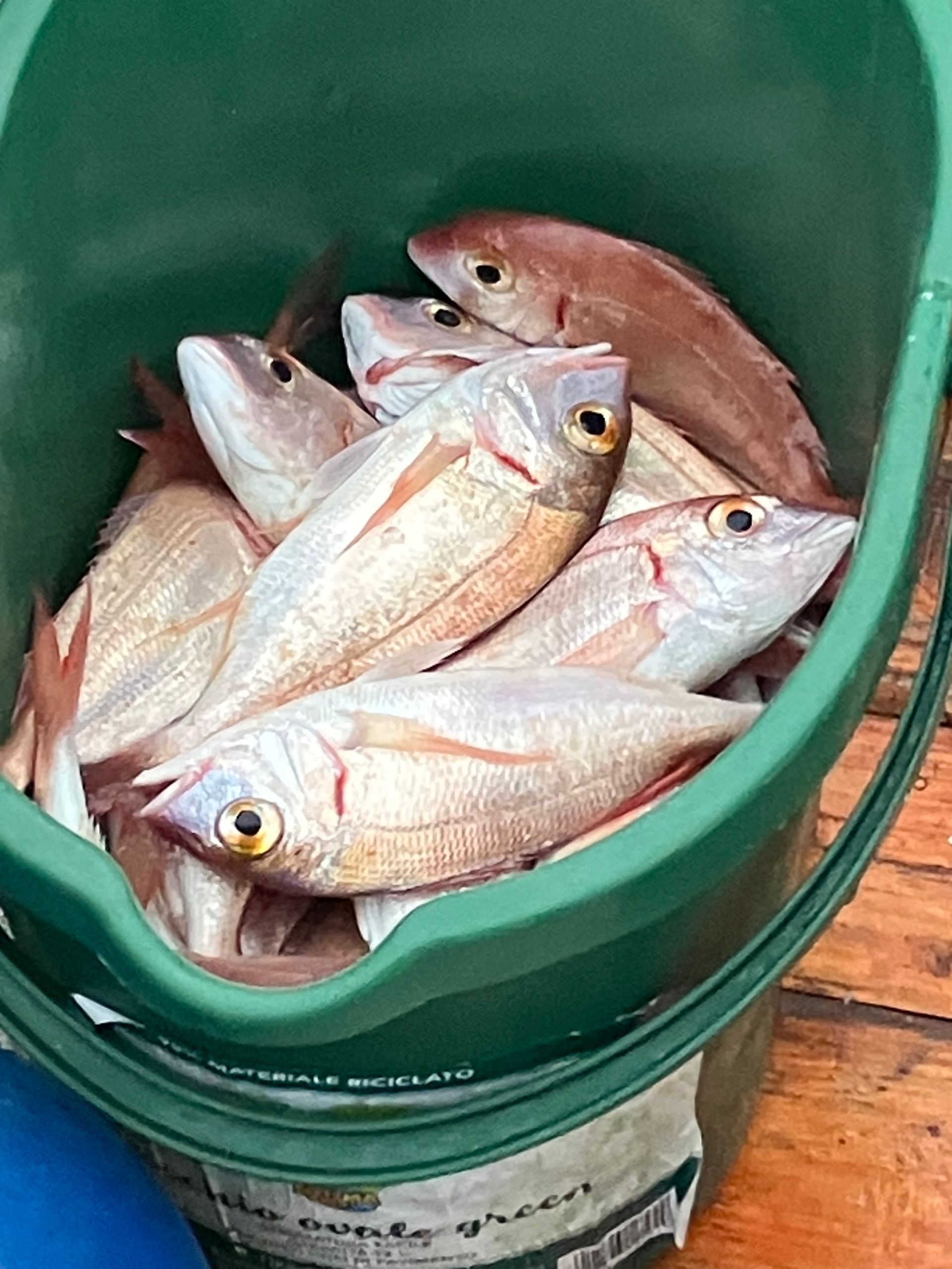 Fischfang Angelausflug