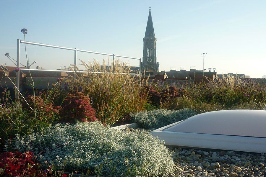 dachbegrünung, berlin