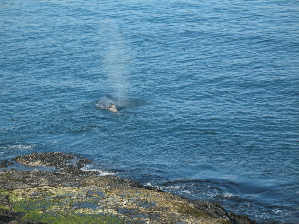 Whale Rendezvous Bed and Breakfast Ocean Garden Suite in Depoe, Oregon