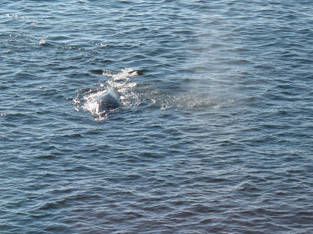 Whale Rendezvous Bed and Breakfast Ocean Garden Suite in Depoe, Oregon