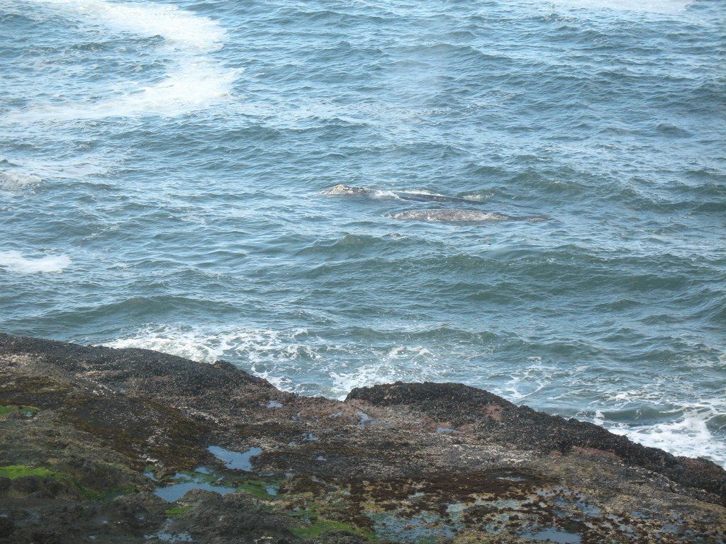 Whale Rendezvous Bed and Breakfast Ocean Garden Suite in Depoe, Oregon