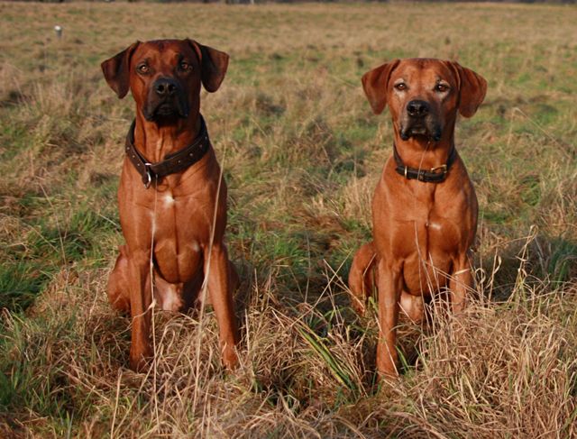 Gedanken Zur Mehrhundehaltung Beim Rr Nicht Immer So Einfach Wie Gedacht