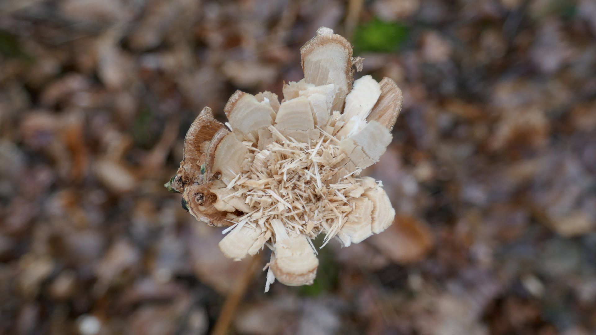 04. 03. 2019 Eine Blume aus Holz