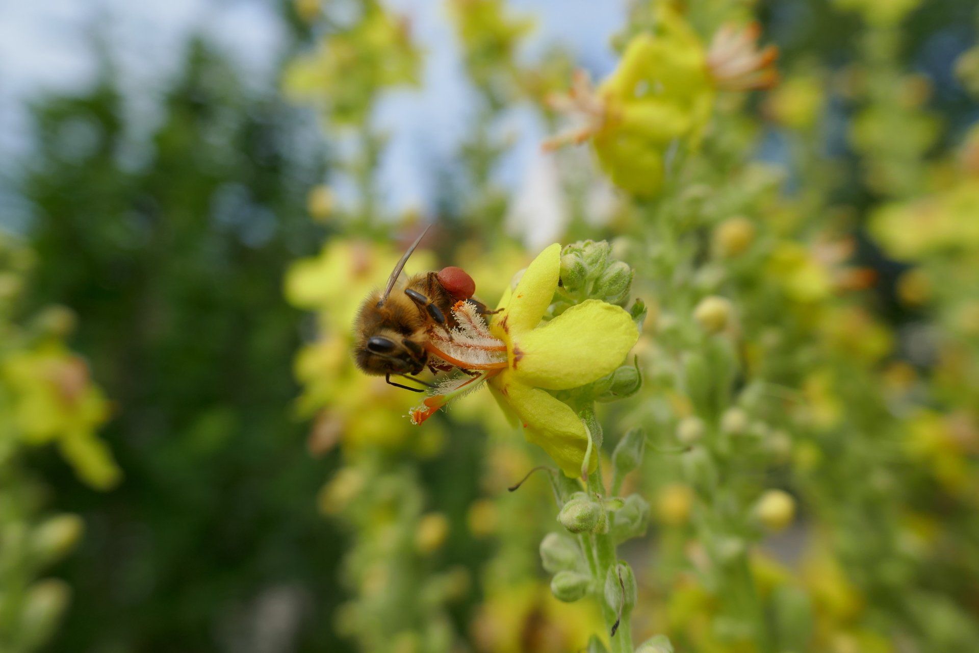 14. 07. 2019 Meditationsgarten