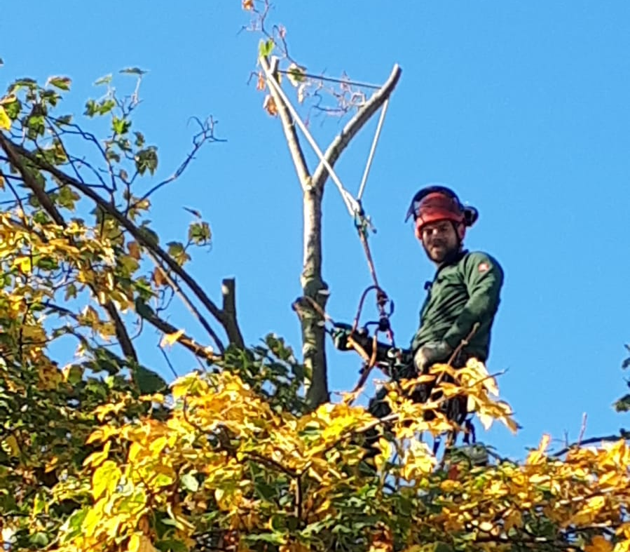 Baumpflege-HL Inhaber