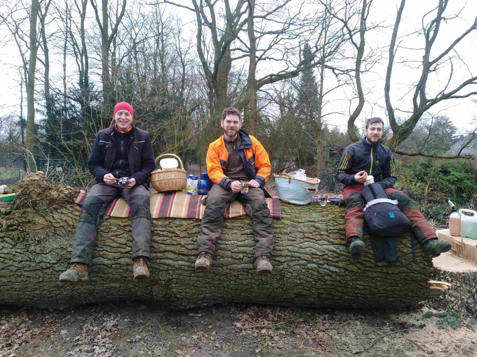 Baumpflege-HL Baumfällung