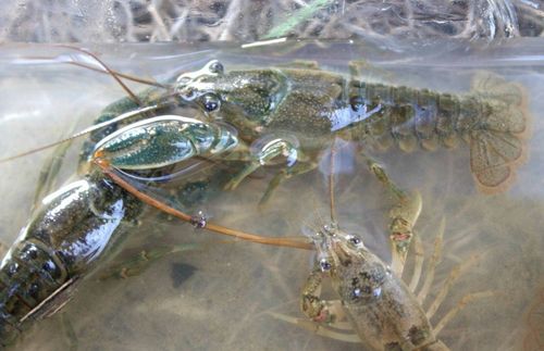 On The Water Fly Fishing Travel ǀ Calgary ǀ Long-Strip Crayfish