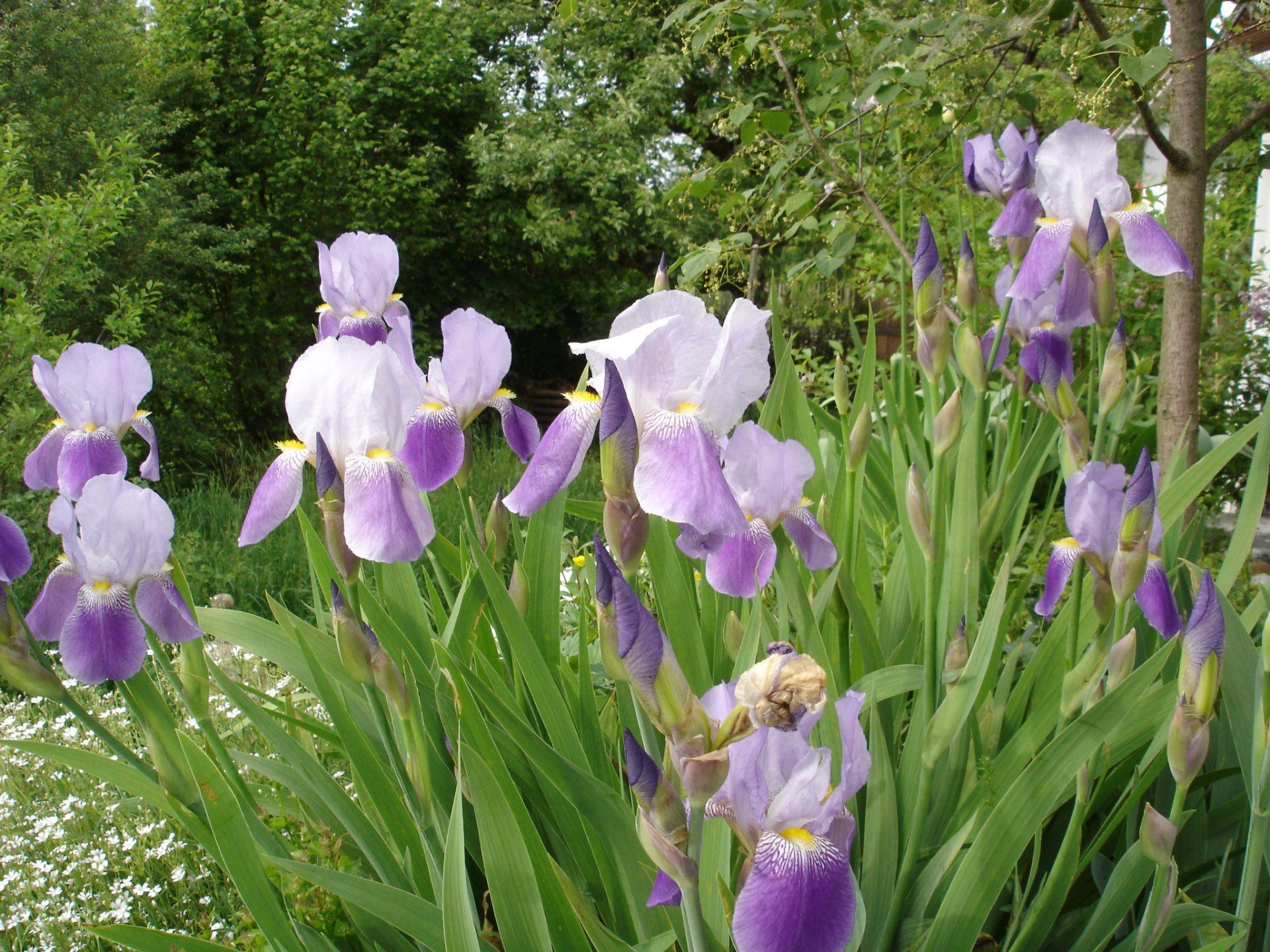 Besondere Gärten der neue Garten beim Büro