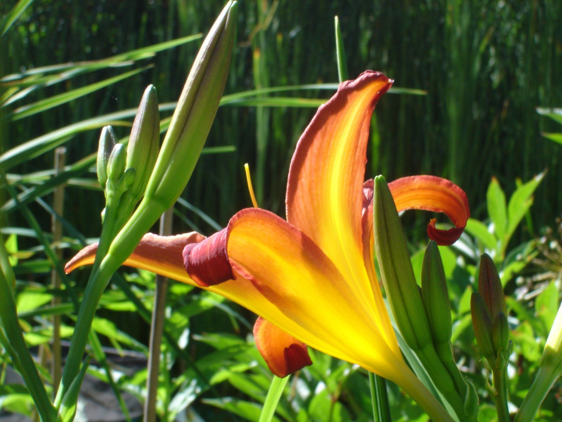 Besondere Gärten der neue Garten beim Büro