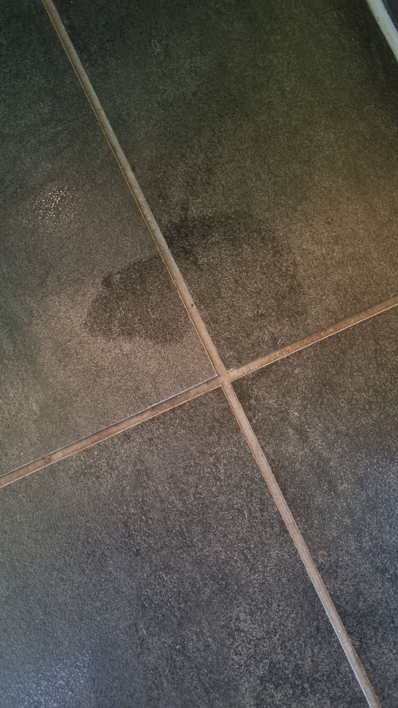 Jenseitskontakt Hundekopf