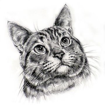 cat portraits