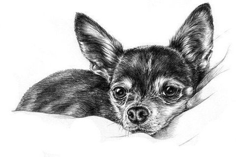 Top more than 199 pet sketch portraits latest