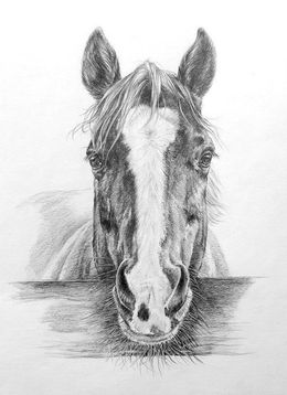 horse portraits