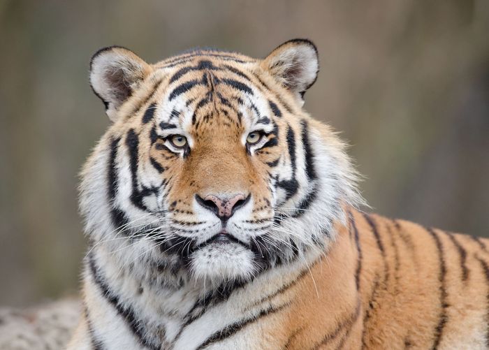 Die Energie des Tigers