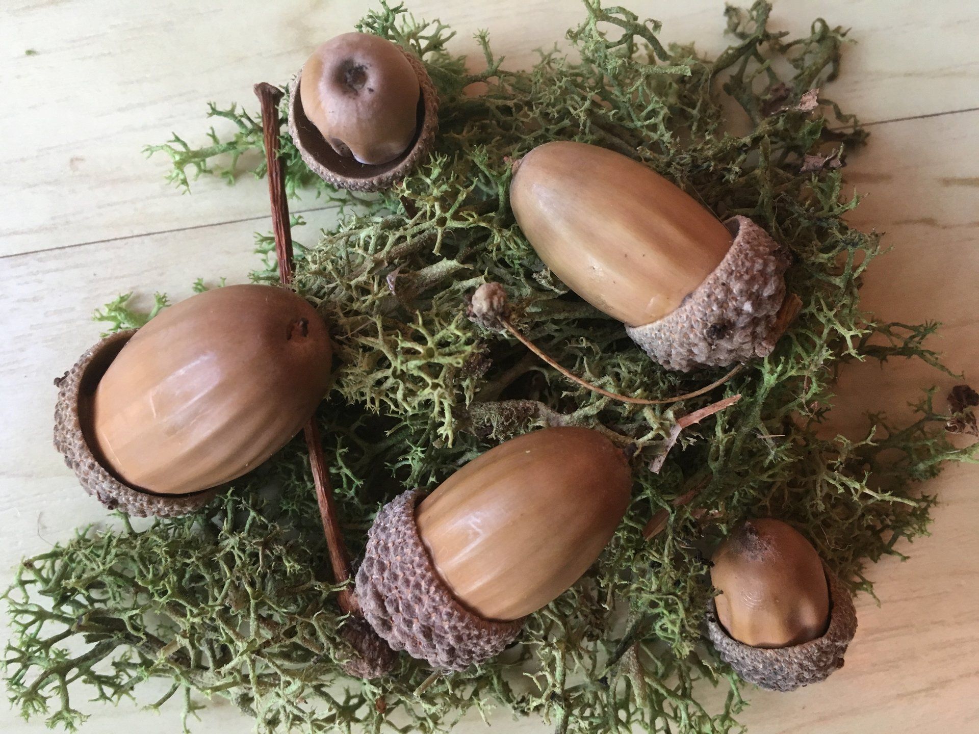 Acorns