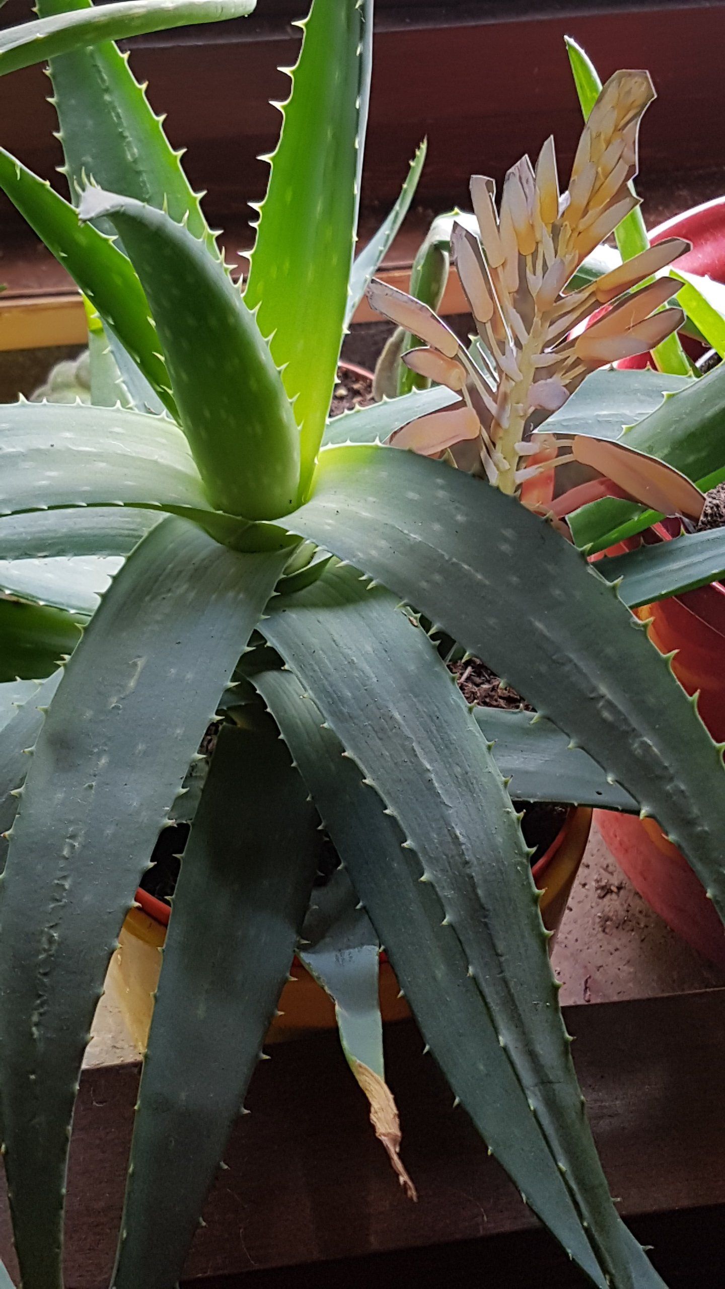 Aloe Vera