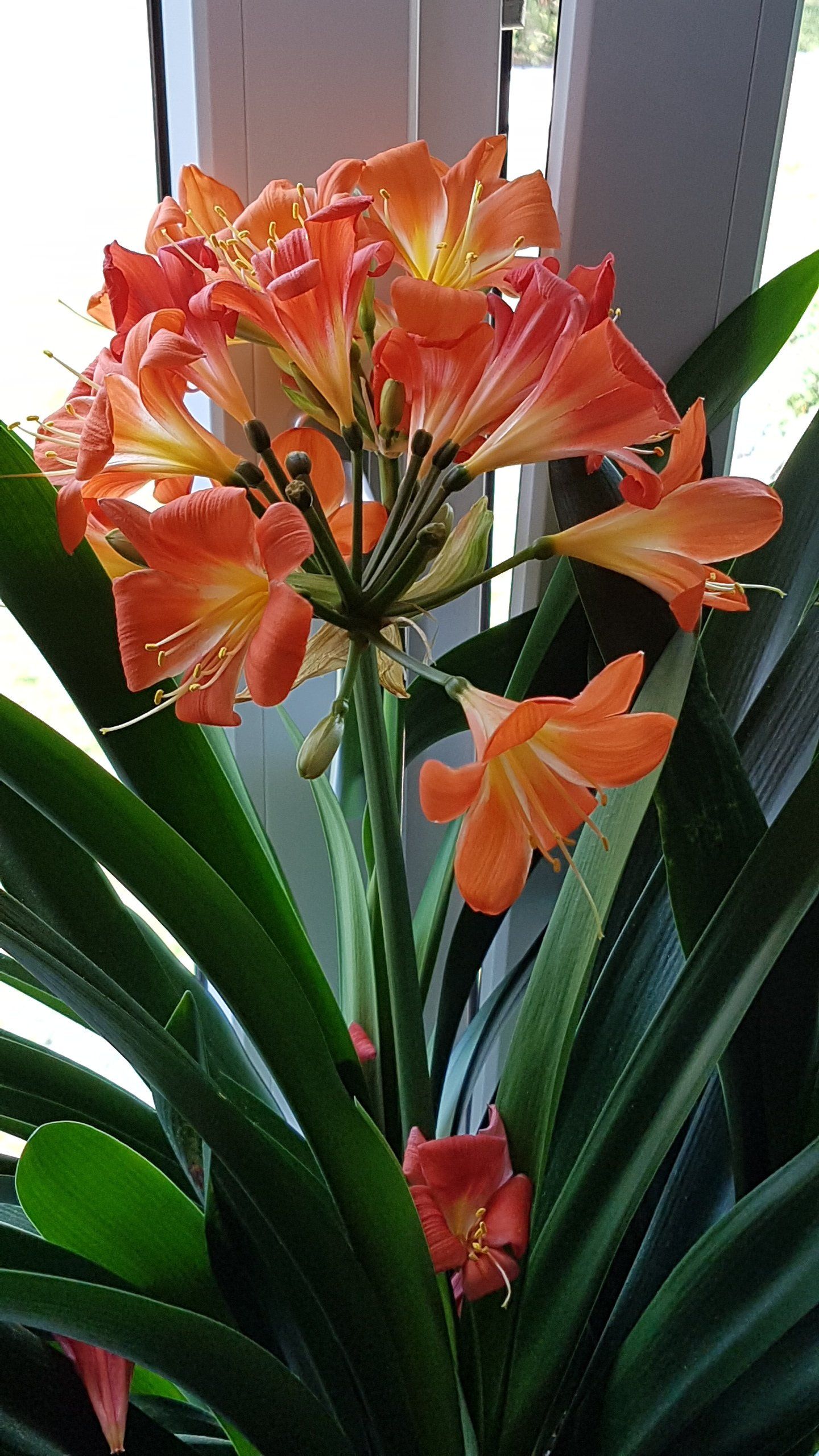 Clivia