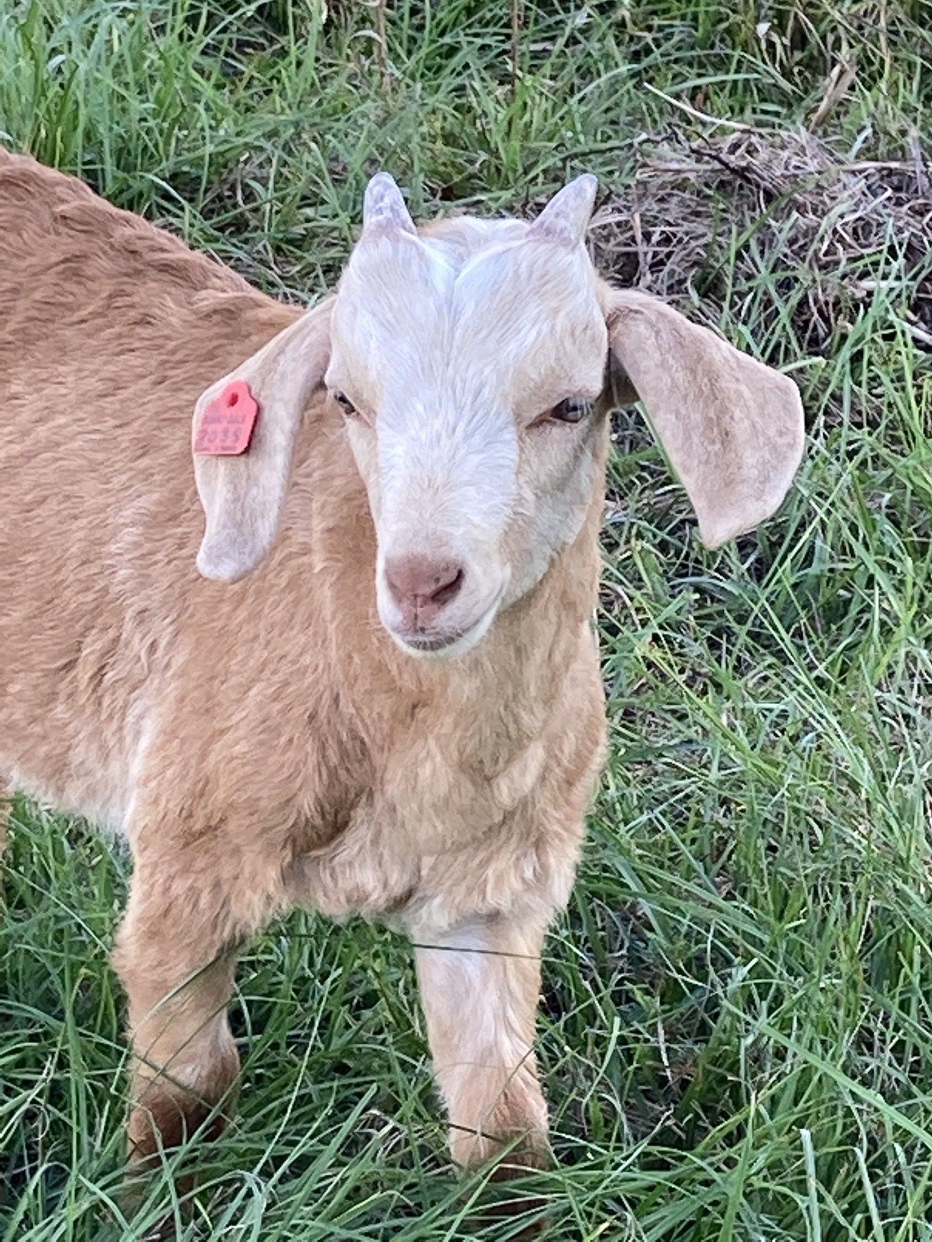 Goats For Sale In Ga Craigslist - wpte55y