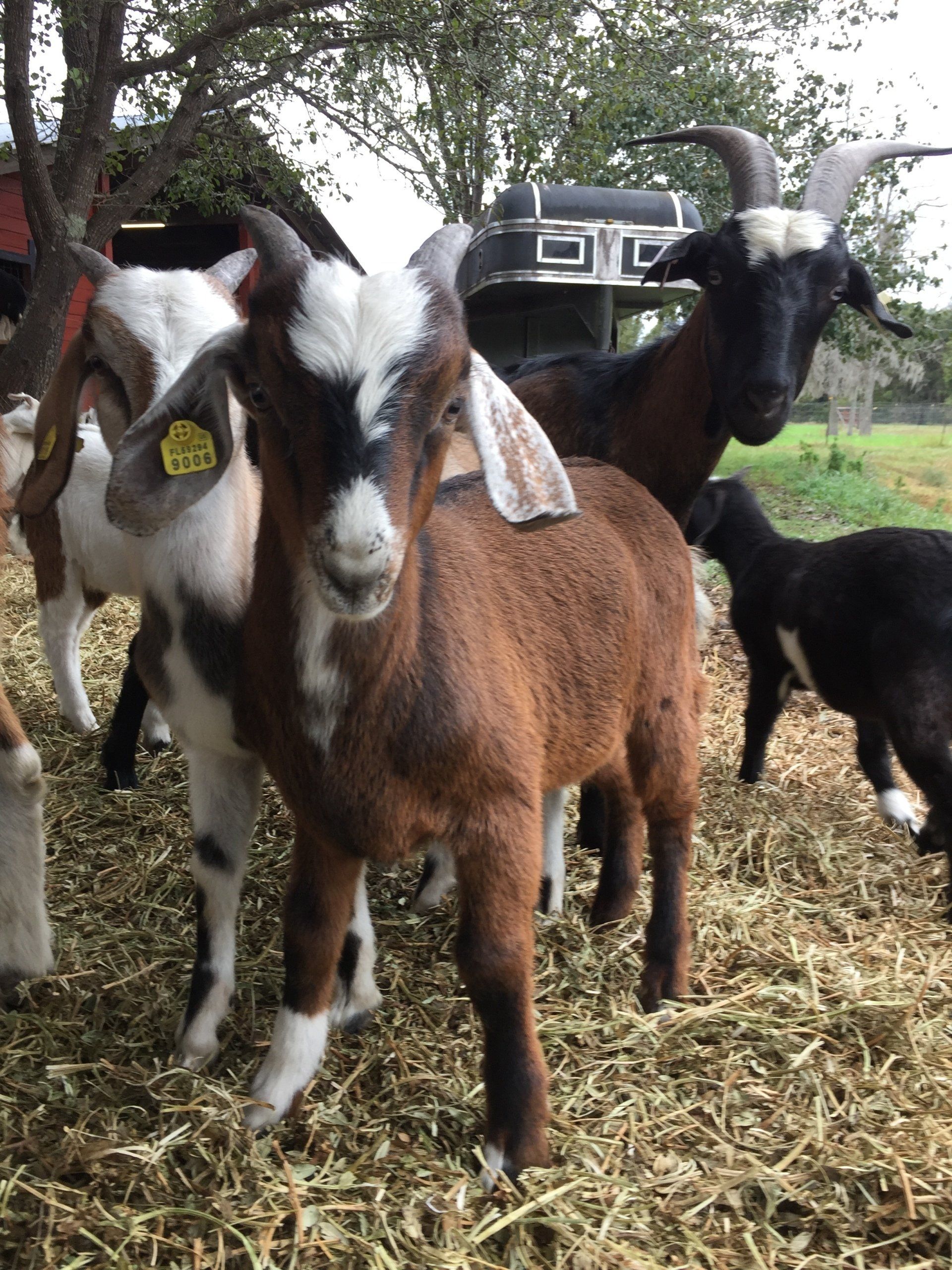 goats for sale, registered, Kiko goats fl, Kiko goats ga,