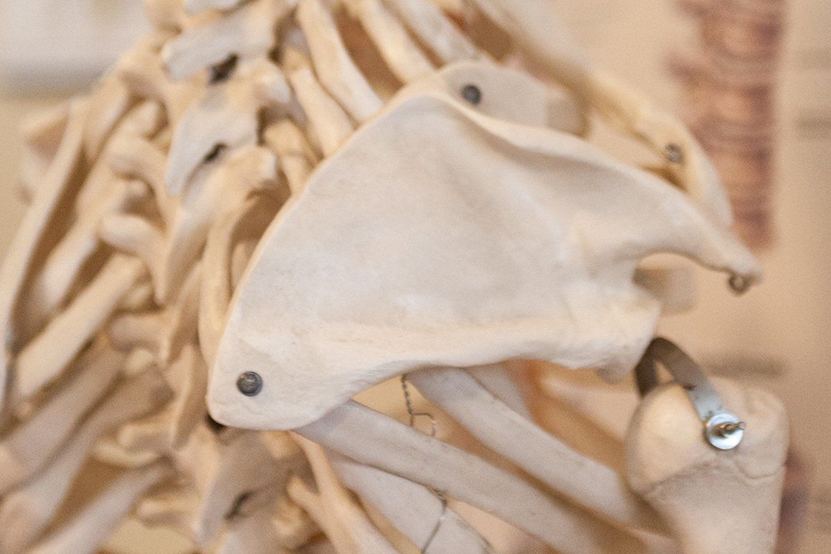 Binder Praxis für Physiotherapie Osteopathie Naturheilkunde