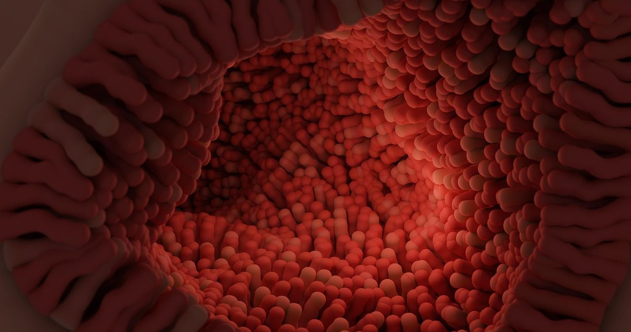 symbolfoto Darmwand mit Zotten