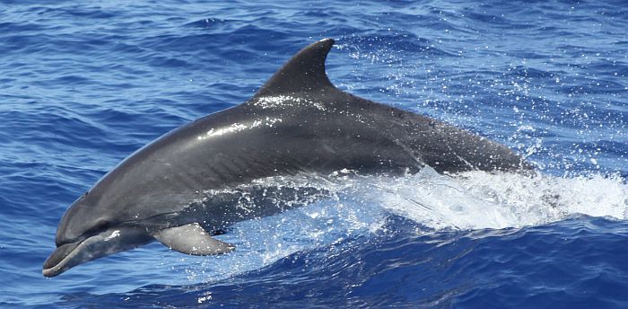 DOLPHIN SPOTTING & SAILING EXPERIENCE FUENGIROLA MALAGA