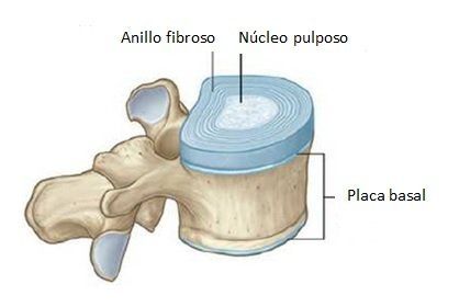 Los Discos Intervertebrales los-discos-intervertebrales