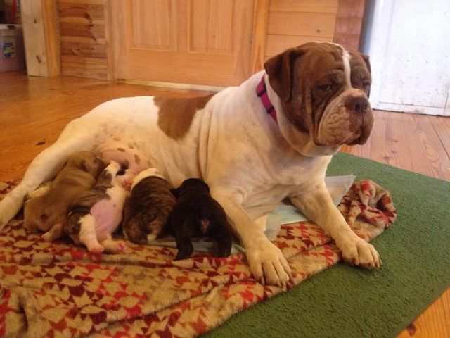 renascence bulldogge puppies