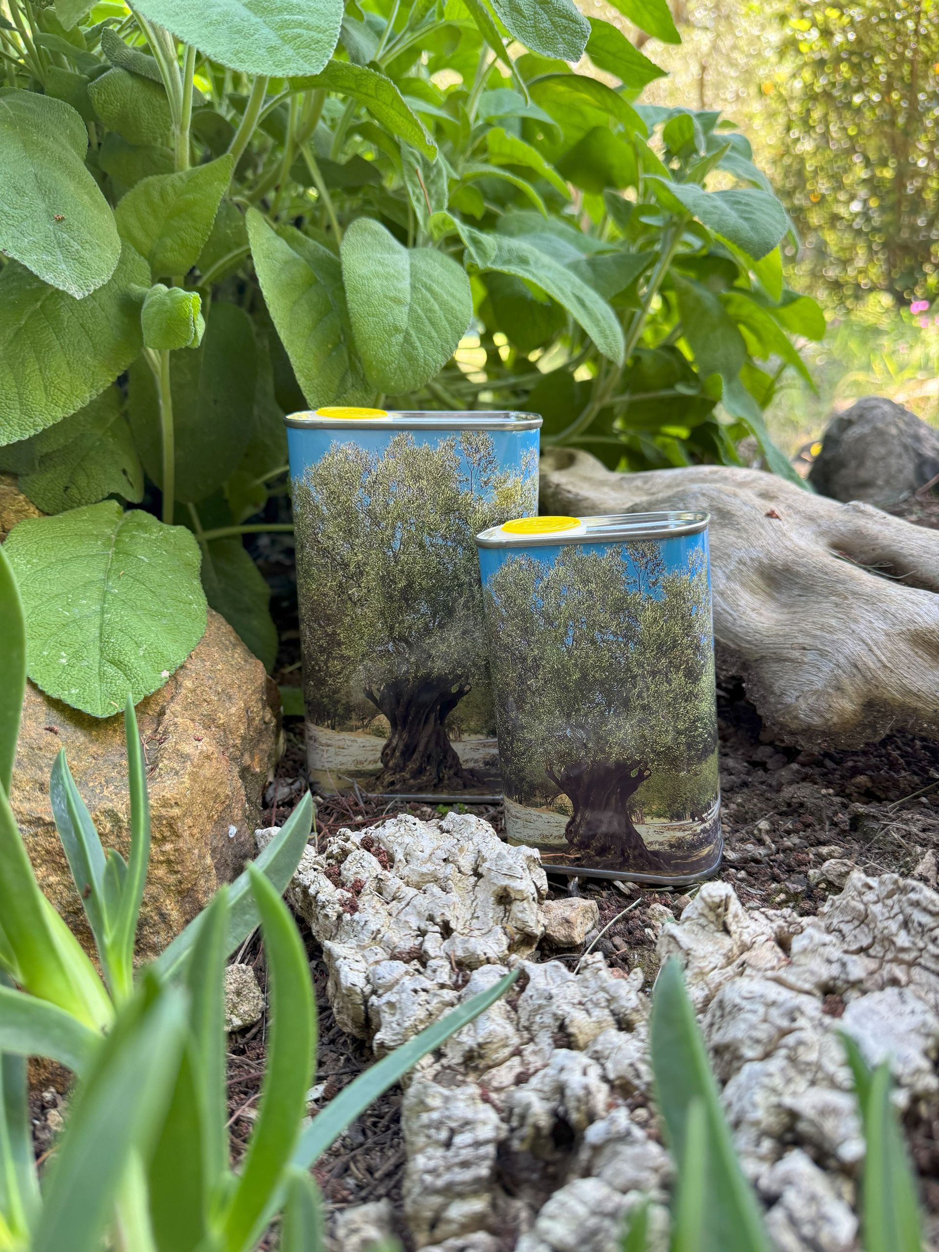 eine 0,25l und eine 0,5l Olivenöldose nebeneinander stehend umgeben von Steinen, Treibholz, Erde und Pflanzen