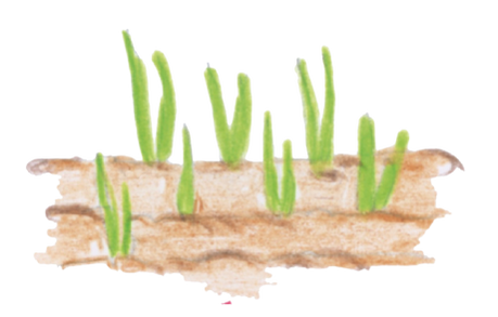 Illustration eines Ackers mit grünen, sprießenden Halmen