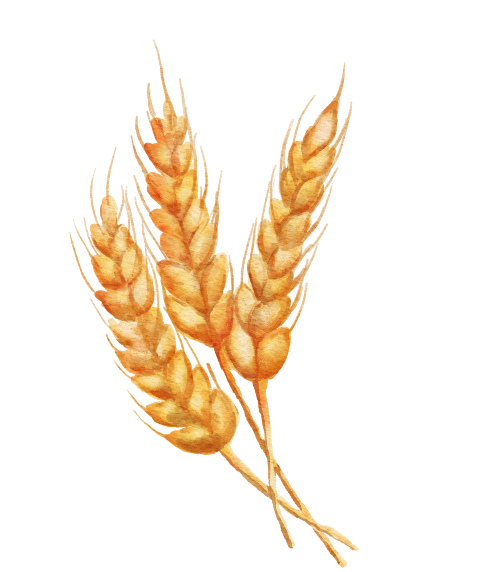 Illustration von Weizenähren