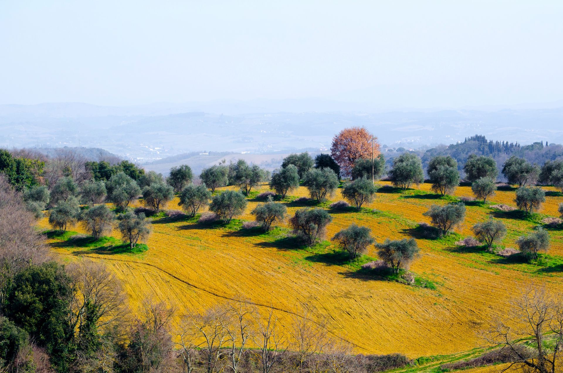 Landschaftsbild von einem mit gelbgrünem Gras bewachsenem Hügel mit mehreren Reihen an Olivenbäumen und anderen Baumarten 