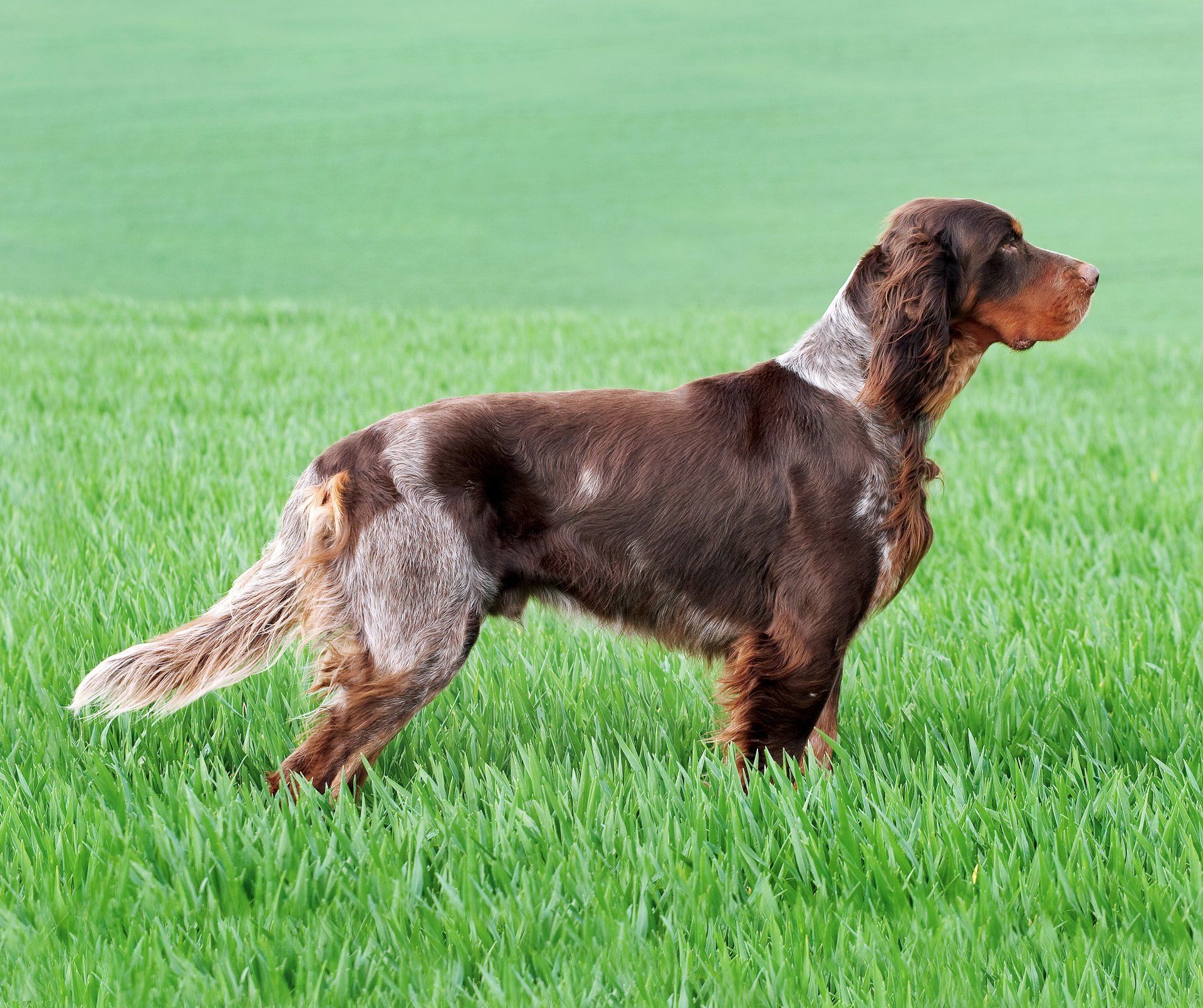 UK Picardy Spaniel Club