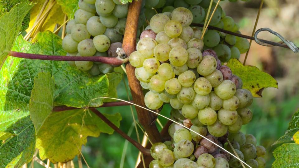 winzer,rotwein,weisswein,barrique,fass,probe