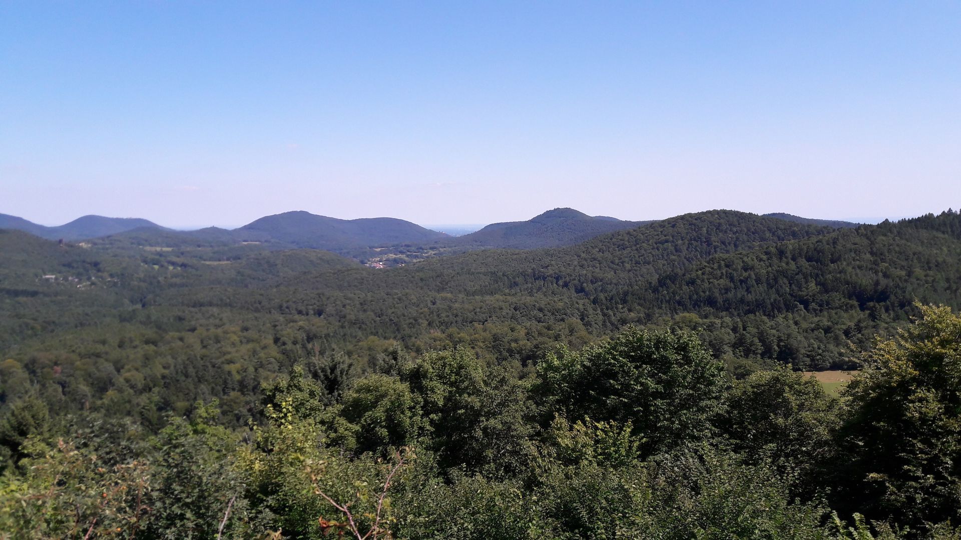 Pfälzer Wald bei Sonnenschein