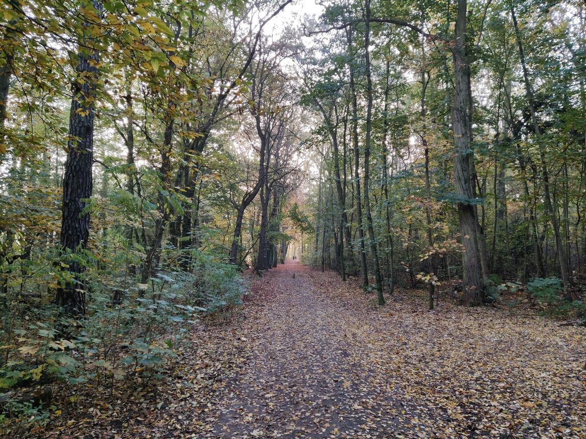 Ein Weg durch den Wald bei Berlin