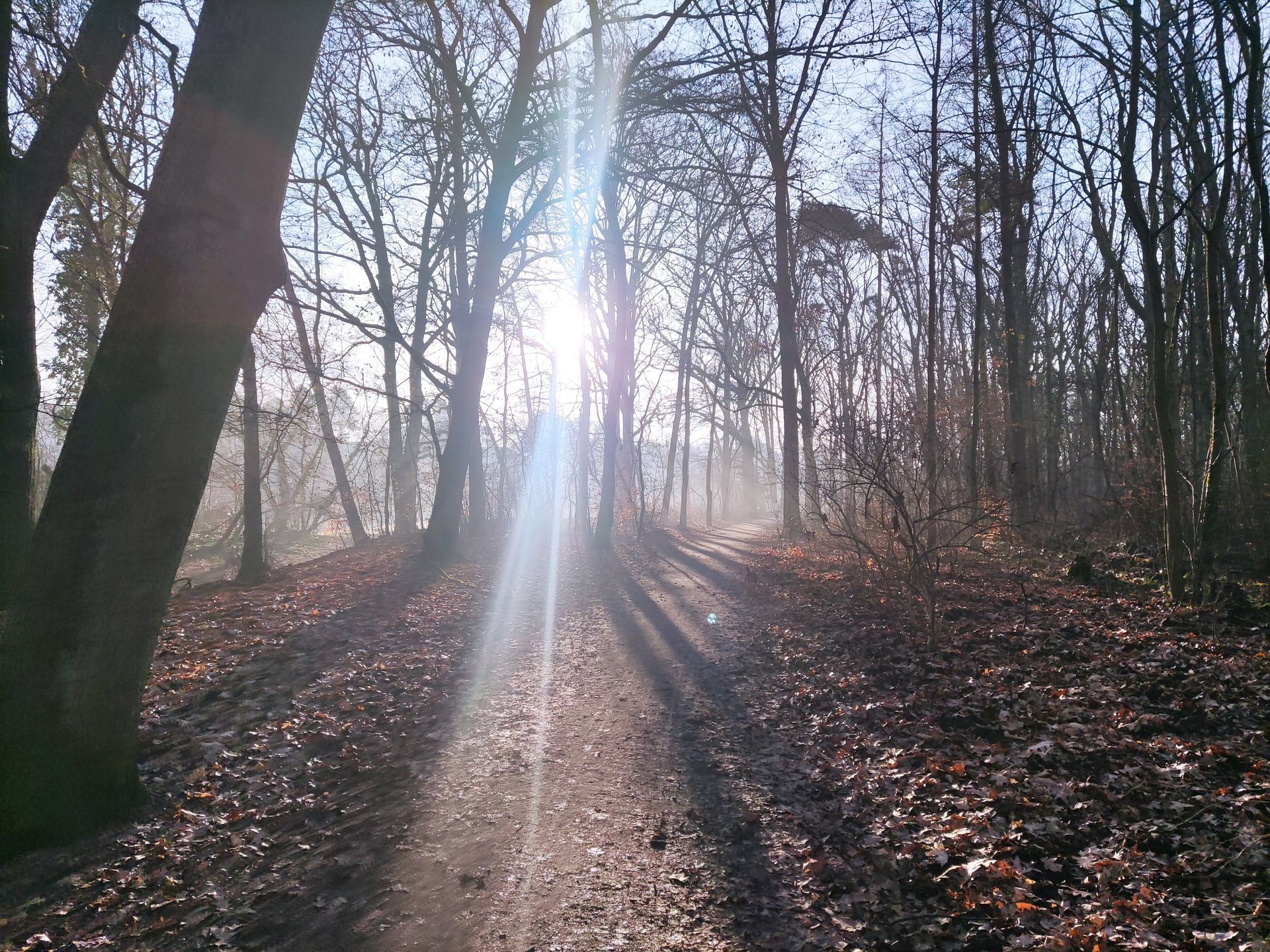 Ein Waldweg bei Sonnenschein