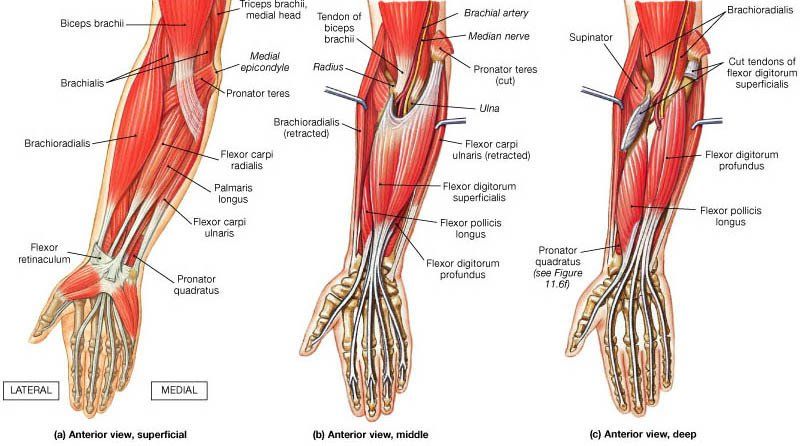 Matt Ross Physiotherapy - Chelmsford