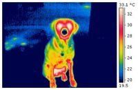 Thermografie / Wärmebild vom Hund