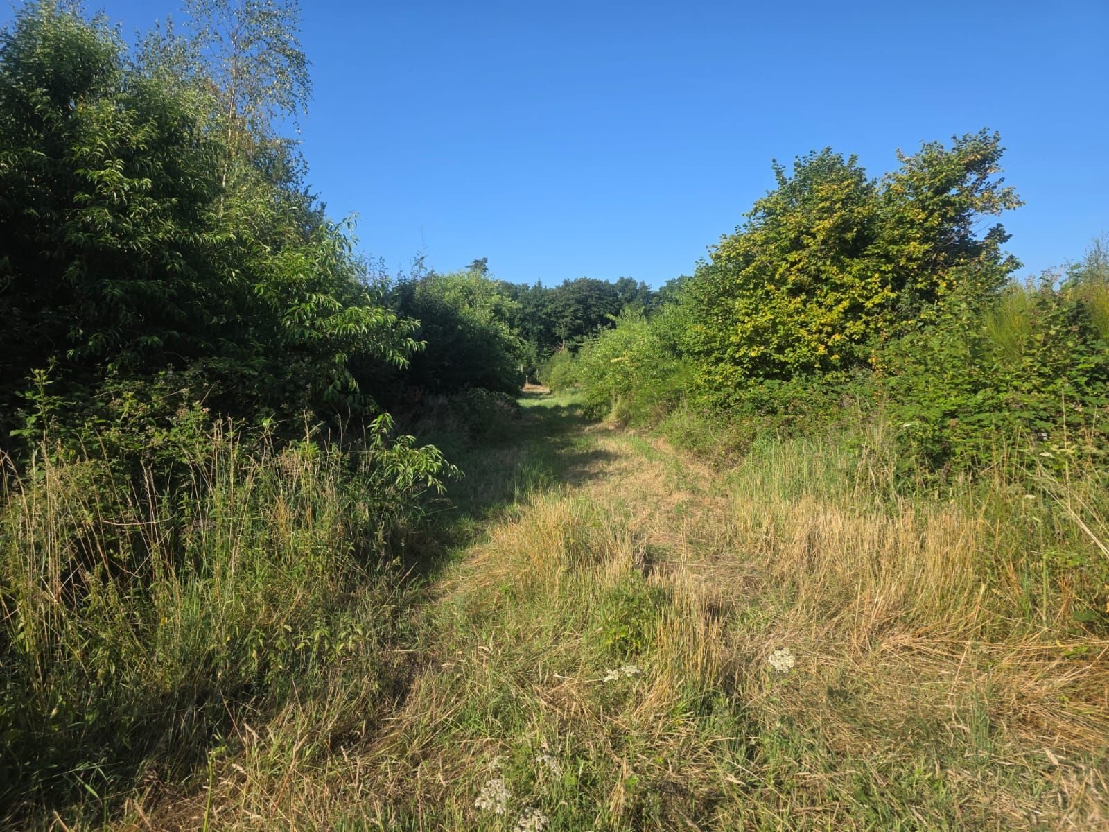ein von der Sonne beschienener Naturweg führt zwischen Büschen und Gestrüpp hindurch  in die Zukunft