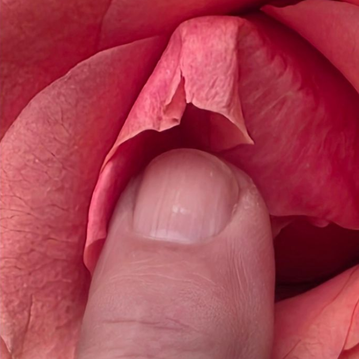 ein Zeigefinger streichelt vorsichtig zwischen den Blütenblättern einer Rose. Symbol für das Aufblühen durch sexuelle Selbstbestimmung bei Menschen mit geistiger Behinderung