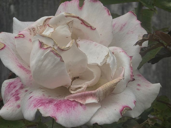 eine weiss-rosa Rosenblüte, voll aufgeblüht und mit schon ein paar dunklen Stellen, wo sie schon verblüht ist, als Symbol für die Schönheit des Vergänglichen, Wabi Sabi