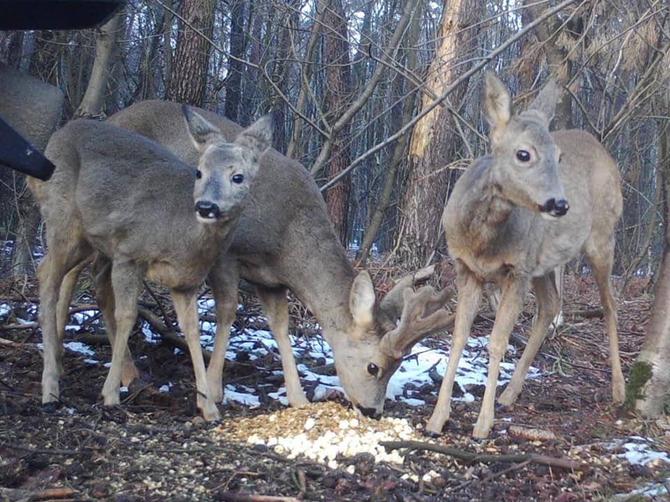 3 Rehe äsen im Wald. Der Bock hat den Kopf unten und frisst, Ricke und Kalb schauen gerade auf