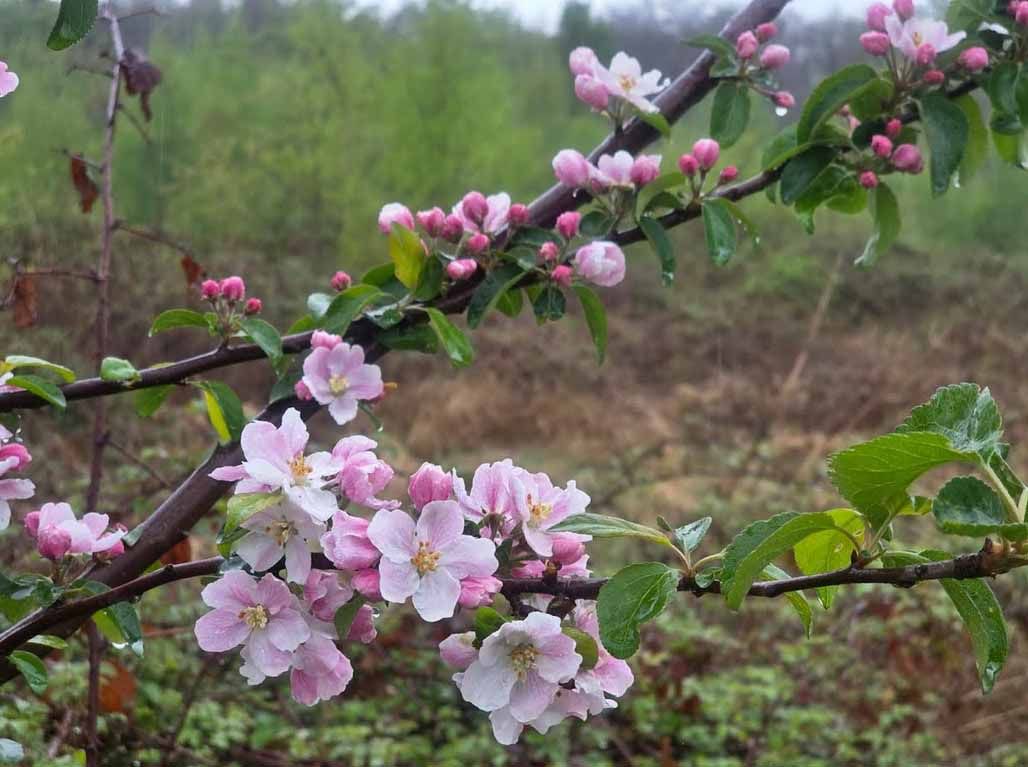 ein Zweig mit zarten Blüten symbolisiert Zartheit, Wachstum und die Schönheit im Unvollkommenen – eine perfekte Metapher für Annas Annahme ihrer selbst.