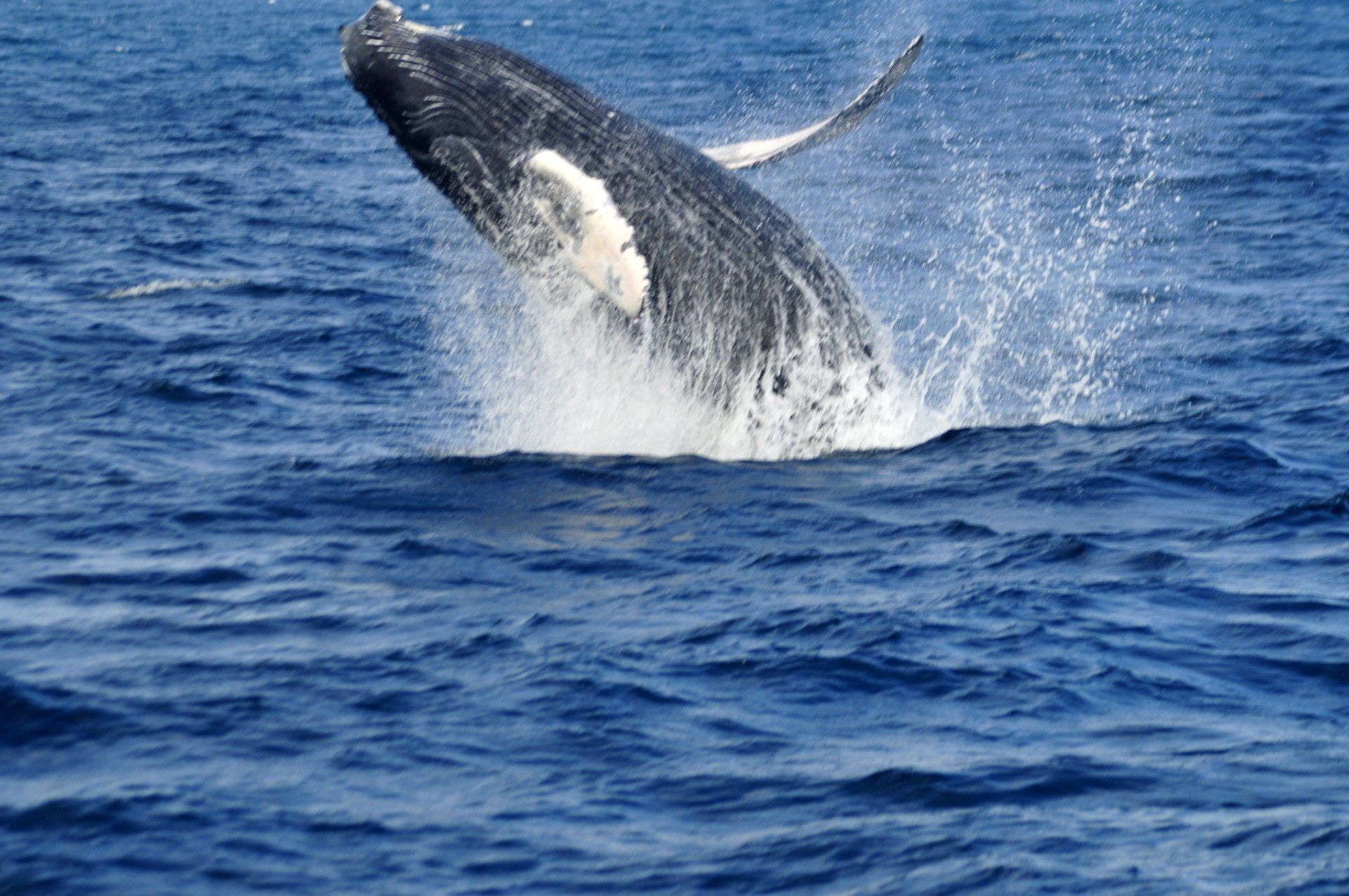 Walbeobachtung - Buckelwale in der Bucht von Samana
