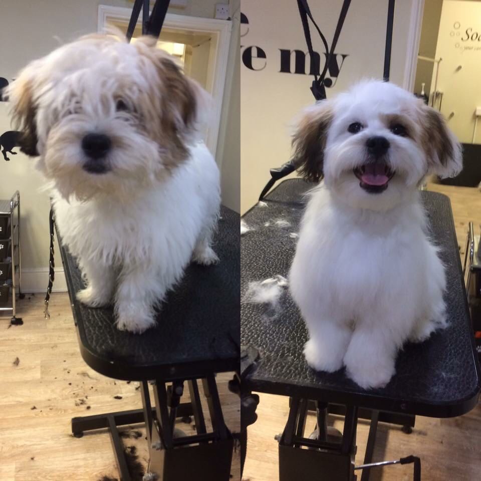 Lilly's Dog Grooming