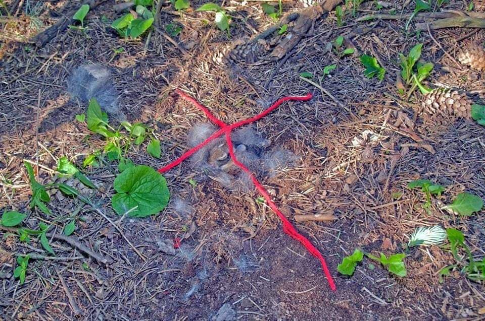 Have you found a baby bunny nest? Find out what to do next.